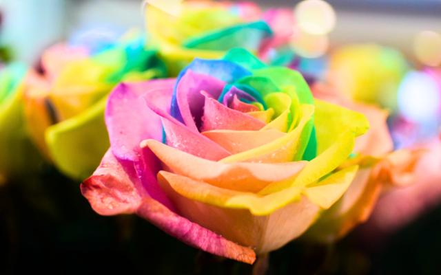 rainbow roses simple wedding bouquet 